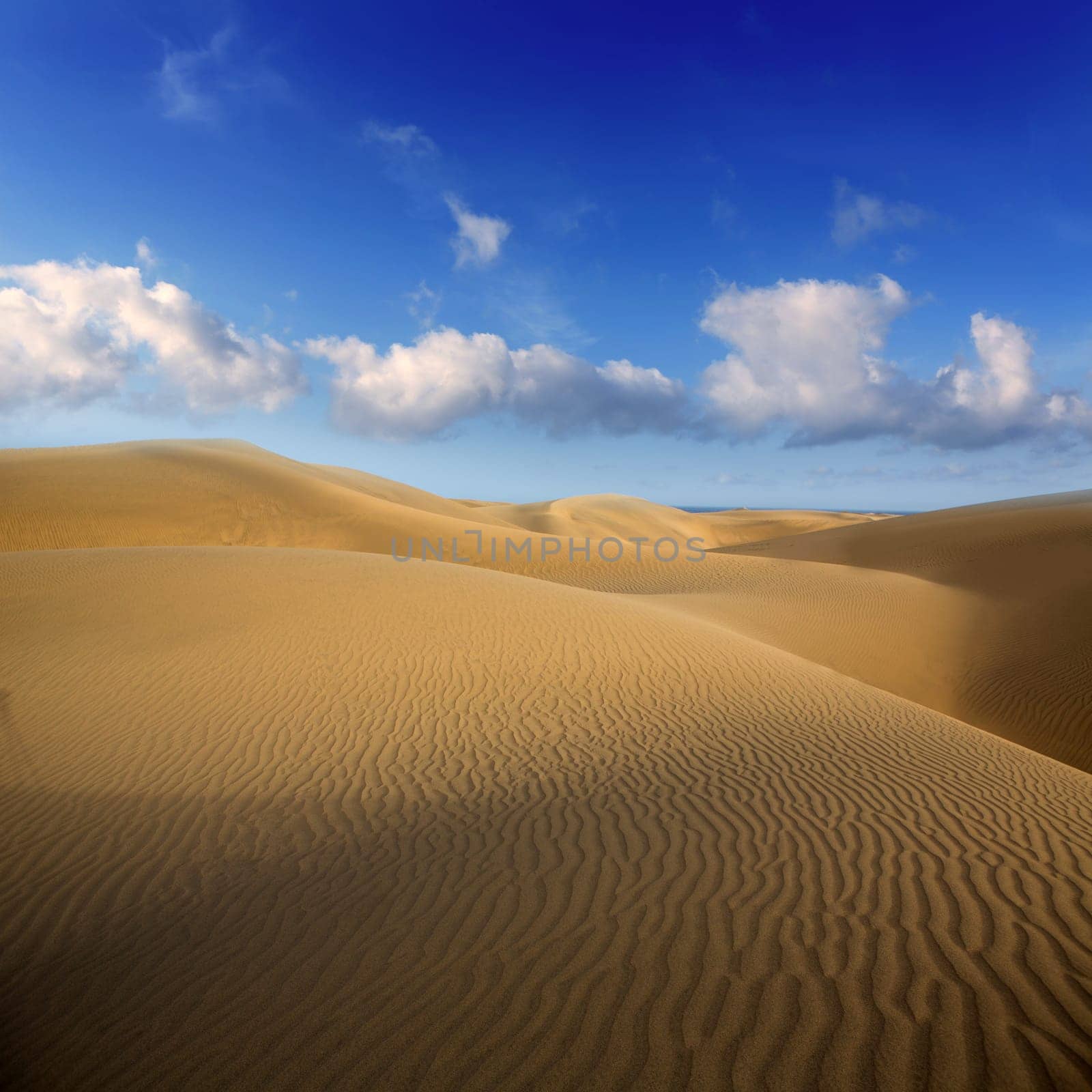 Desert sand dunes in Maspalomas Oasis Gran Canaria at Canary islands