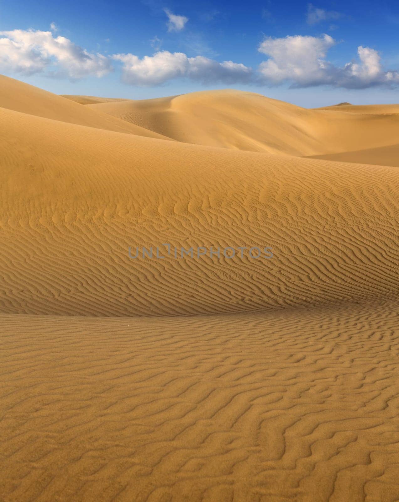 Desert sand dunes in Maspalomas Oasis Gran Canaria at Canary islands