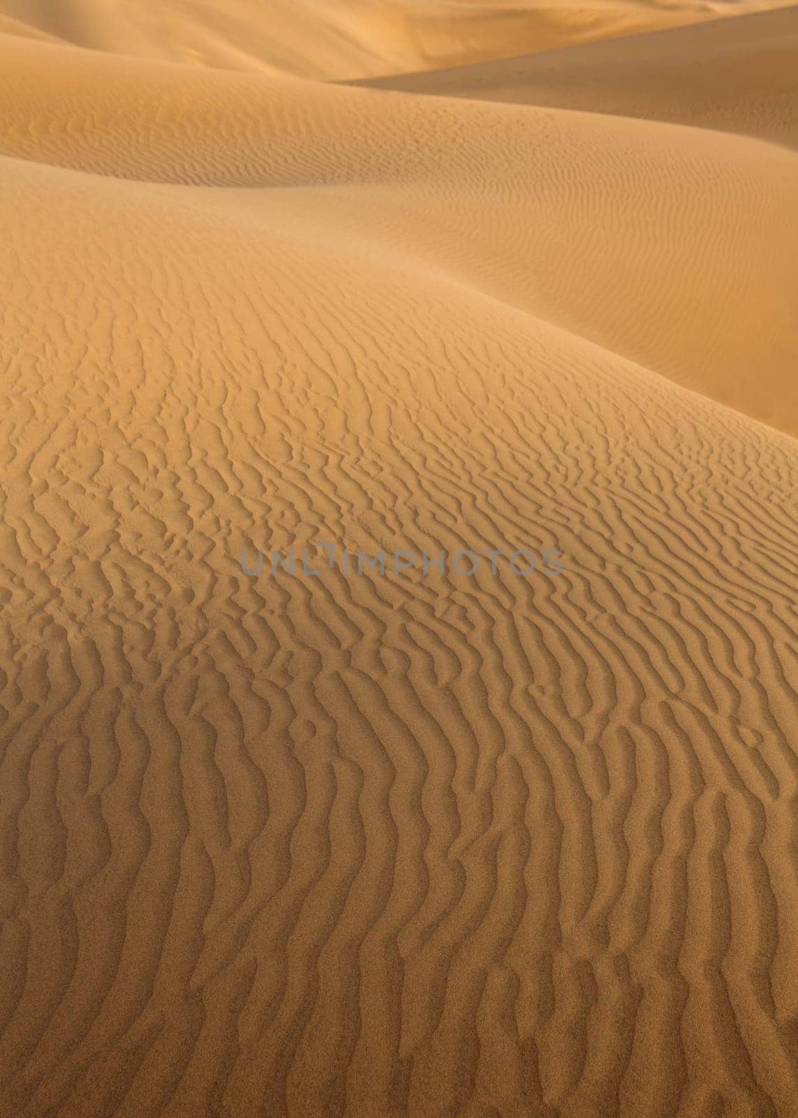 Desert sand dunes in Maspalomas Oasis Gran Canaria at Canary islands