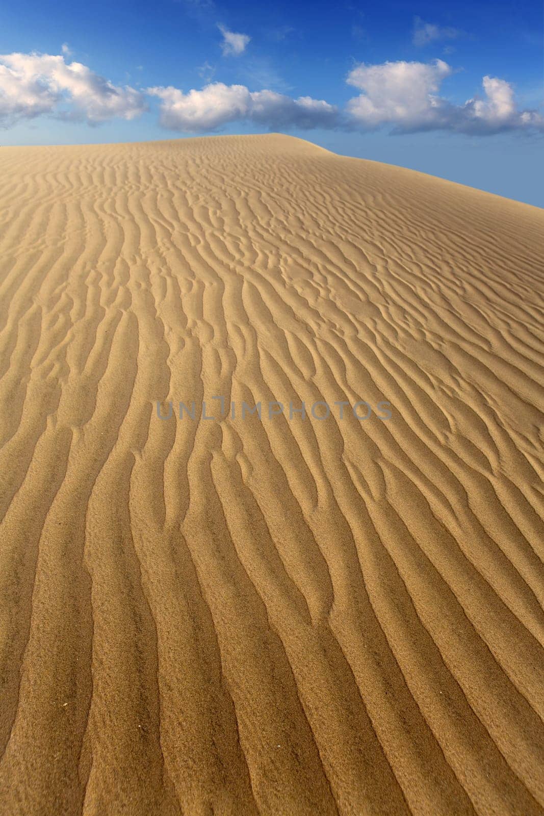 Desert sand dunes in Maspalomas Oasis Gran Canaria at Canary islands