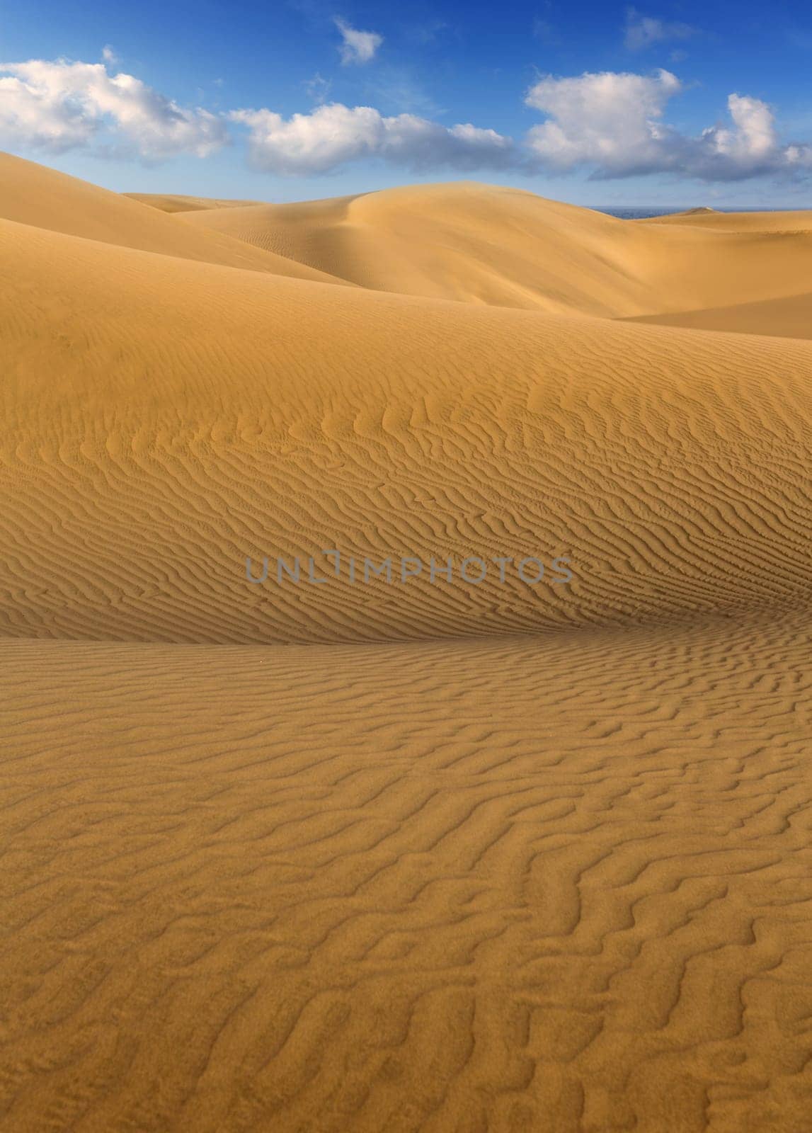 Desert sand dunes in Maspalomas Oasis Gran Canaria at Canary islands