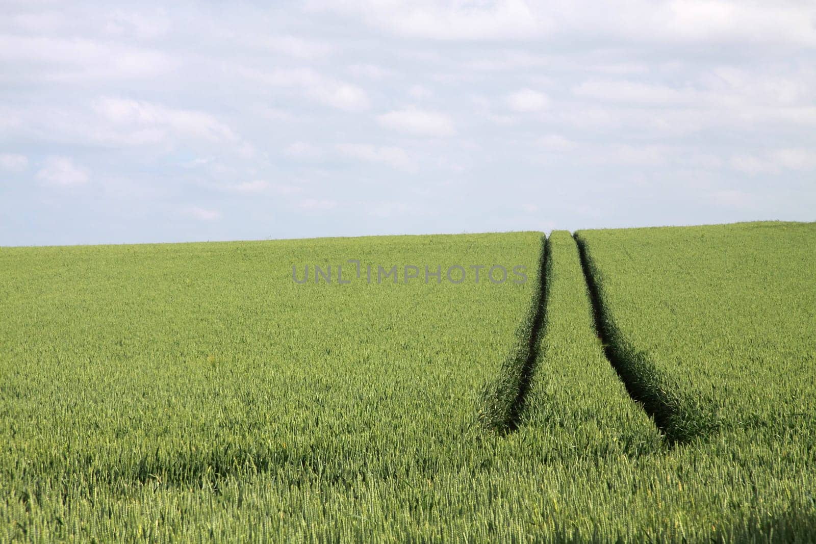 Grain field