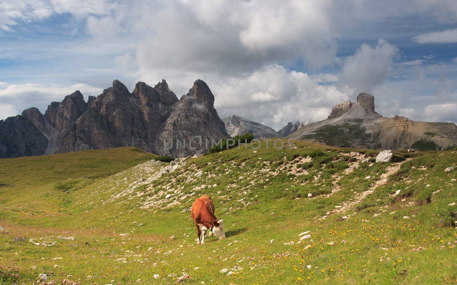 Grazing cow on meadow, Dolomites. Nature scenery.