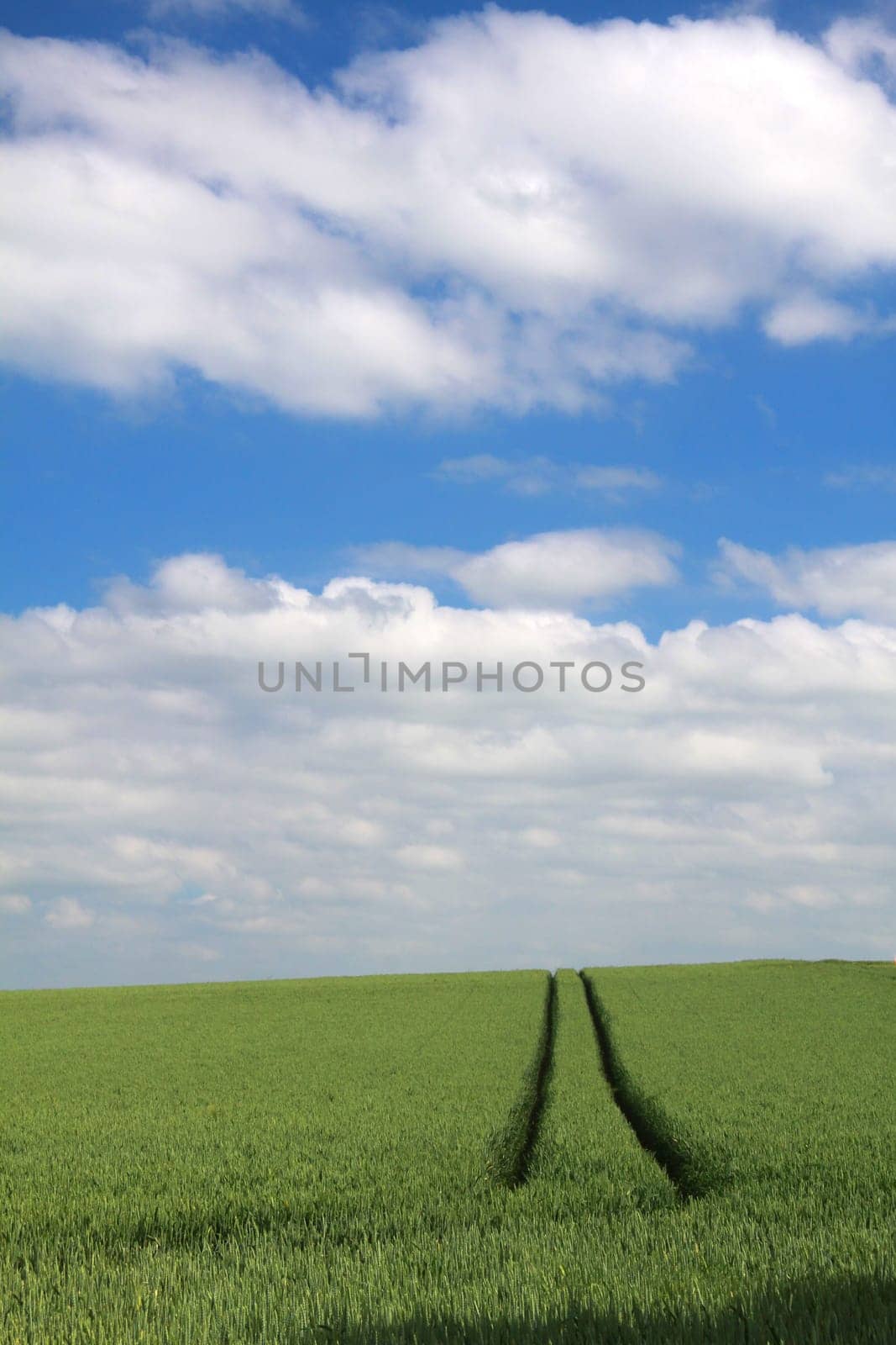 Grain field