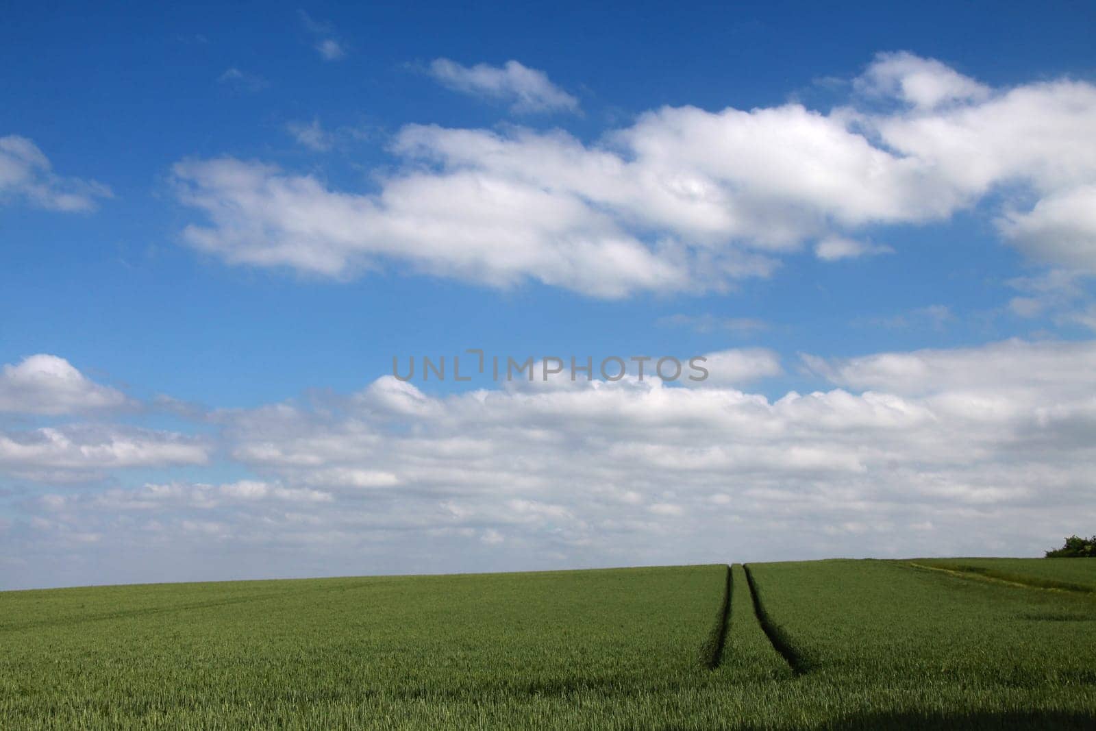 Grain field