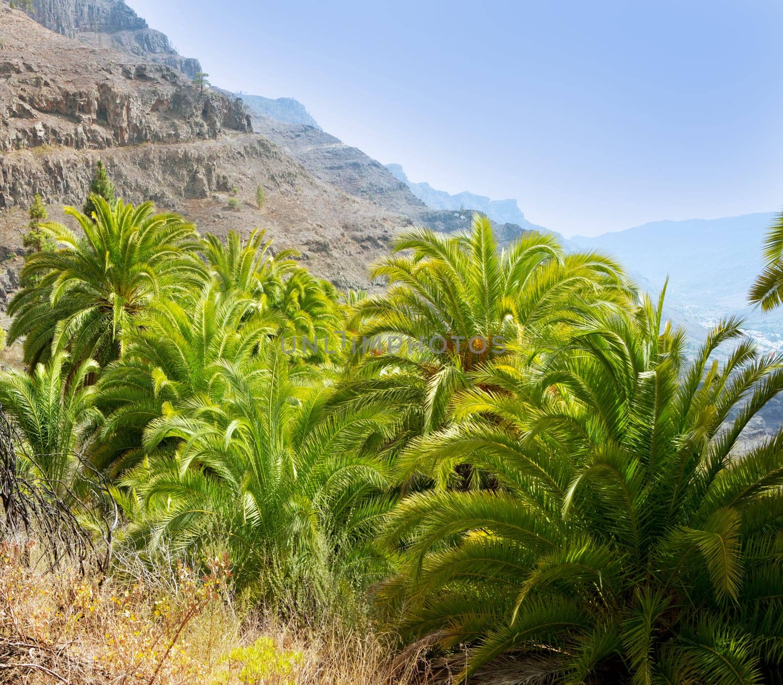 Gran Canaria Canary Palm tree mountains Phoenix canariensis