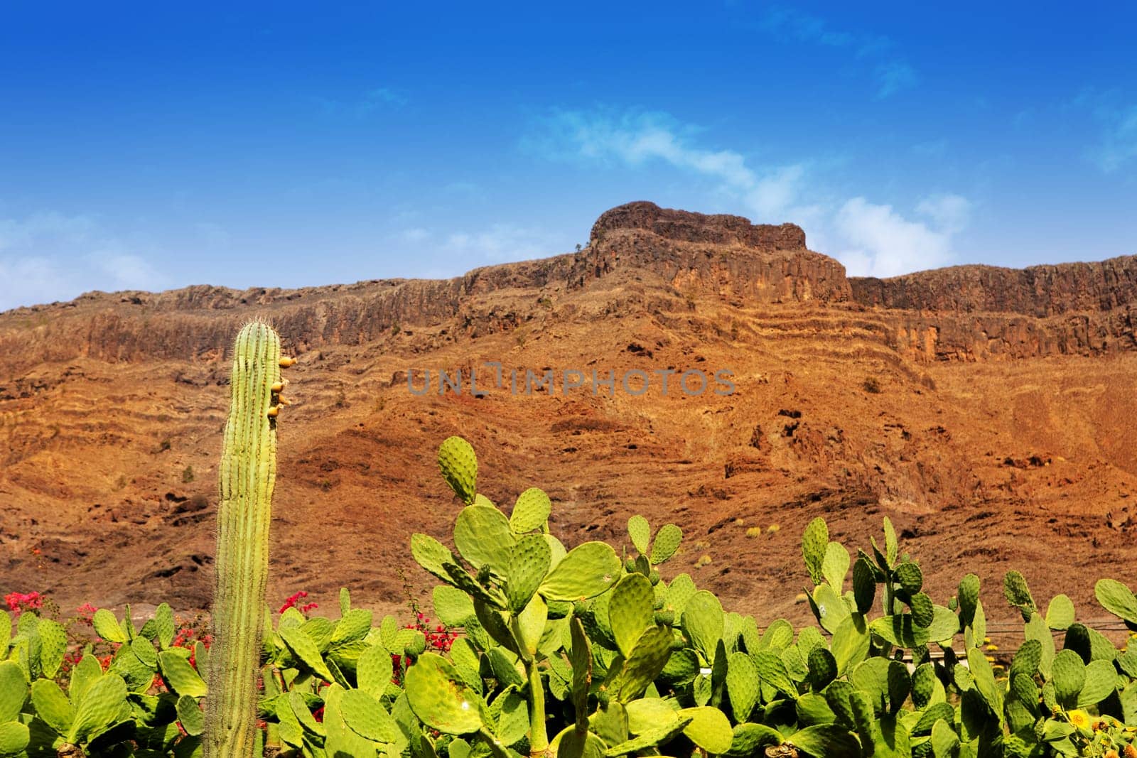 Gran Canaria Mogan cactus and red mountain landscape