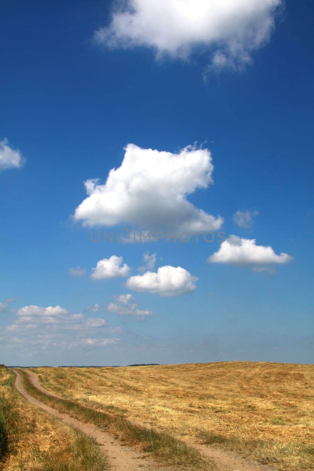 Grain field
