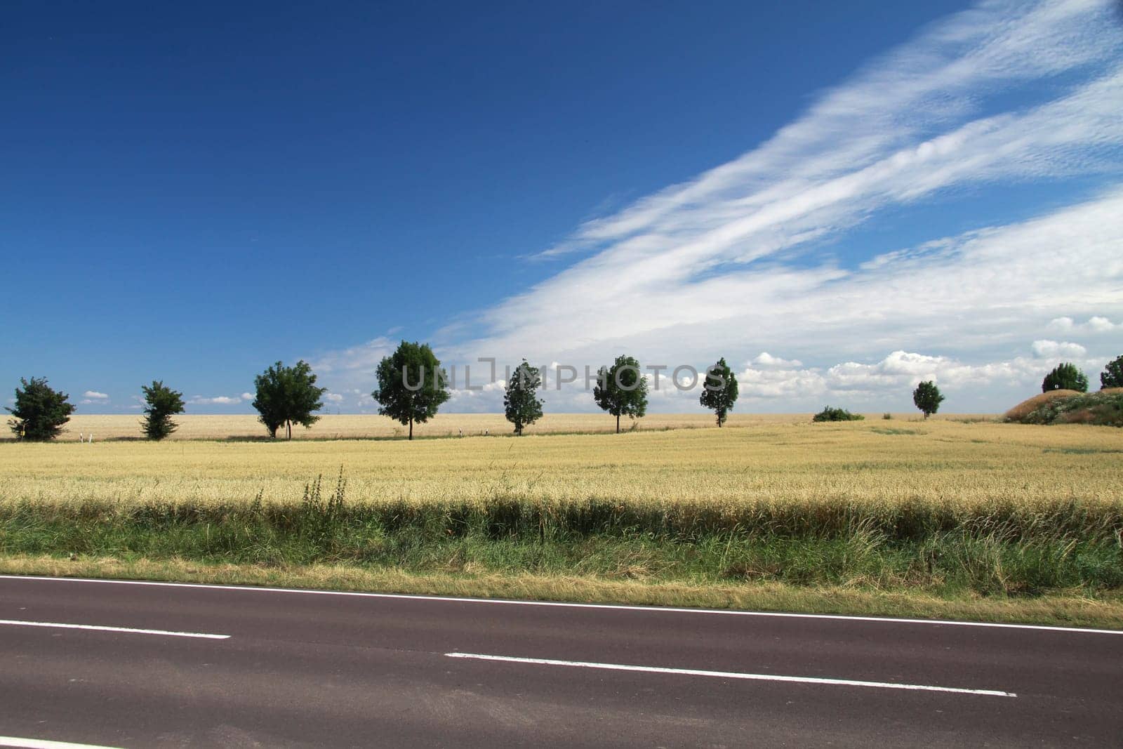 Grain field