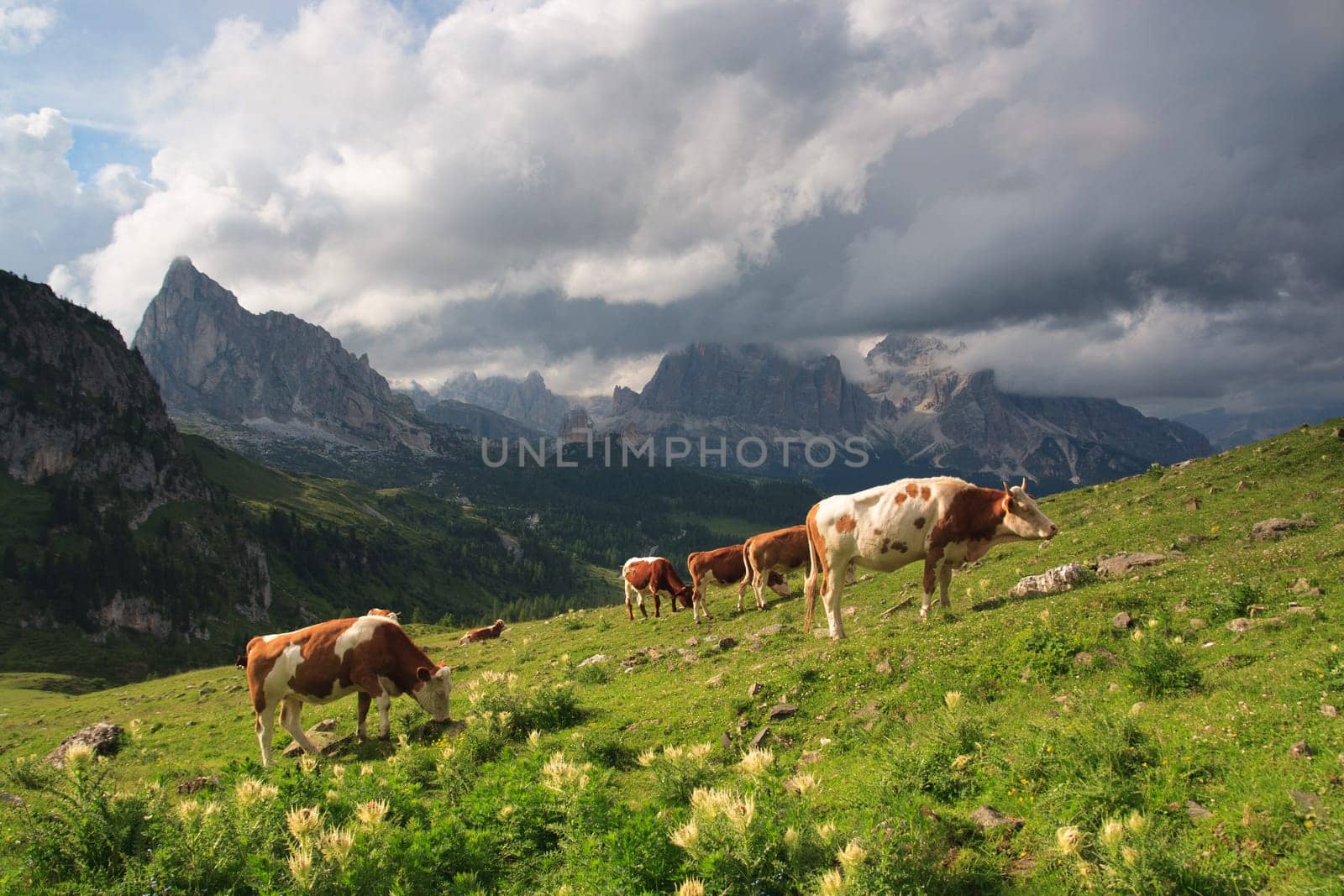 Grazing bulls on meadow, Dolomites. Nature scenery.
