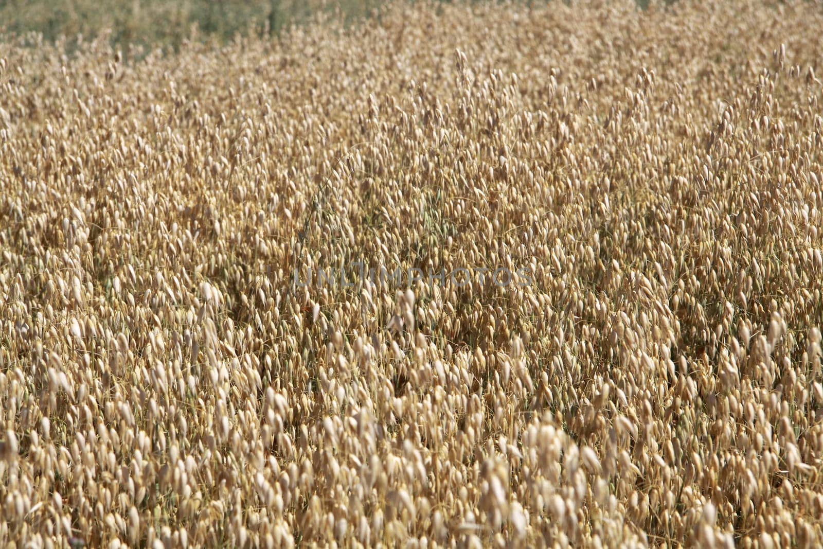 Grain field