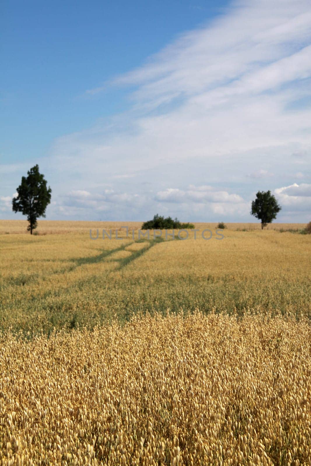Grain field