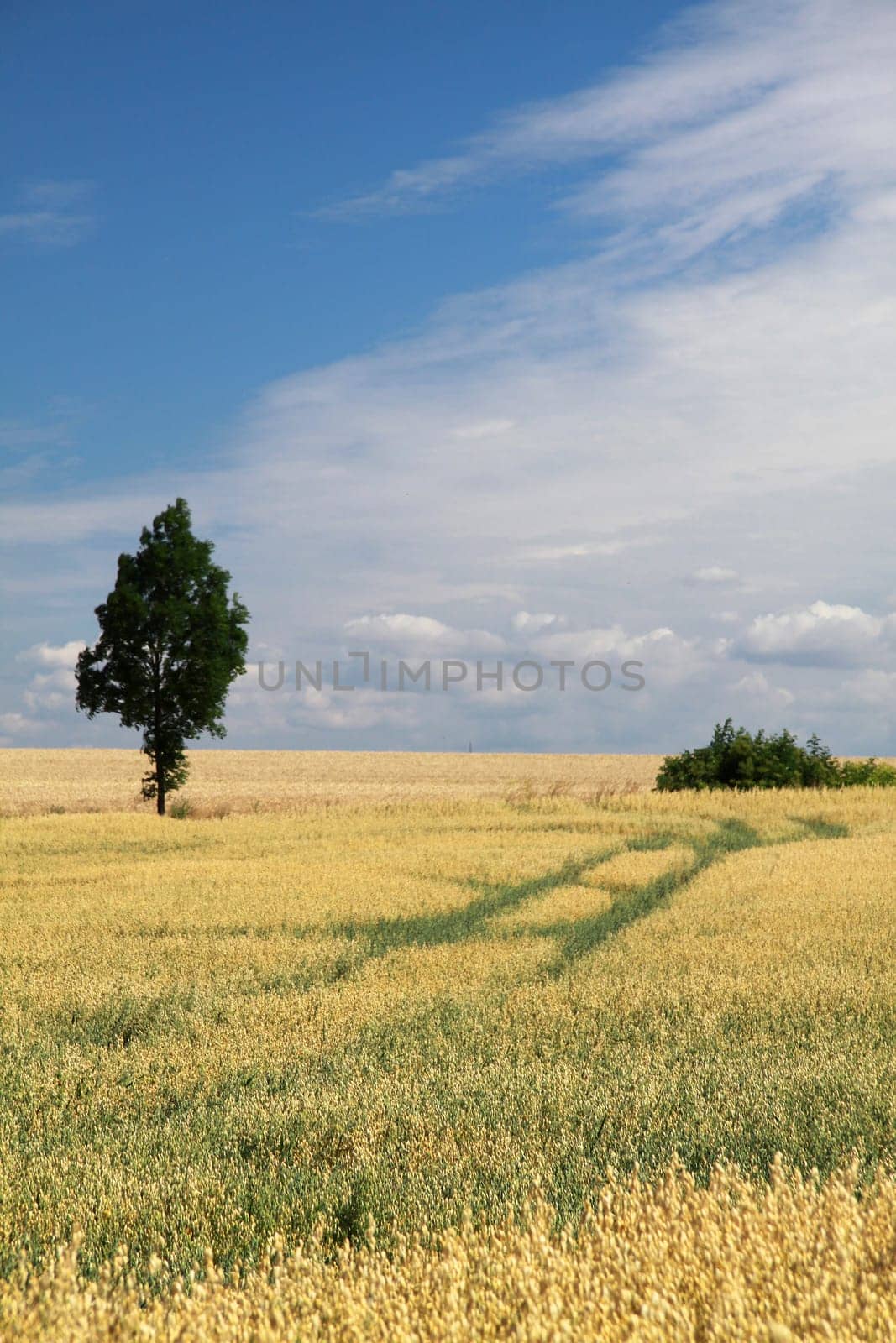 Grain field