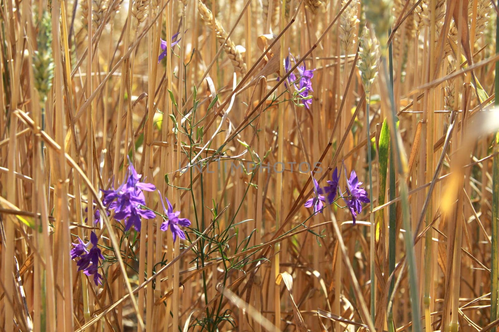 Grain field