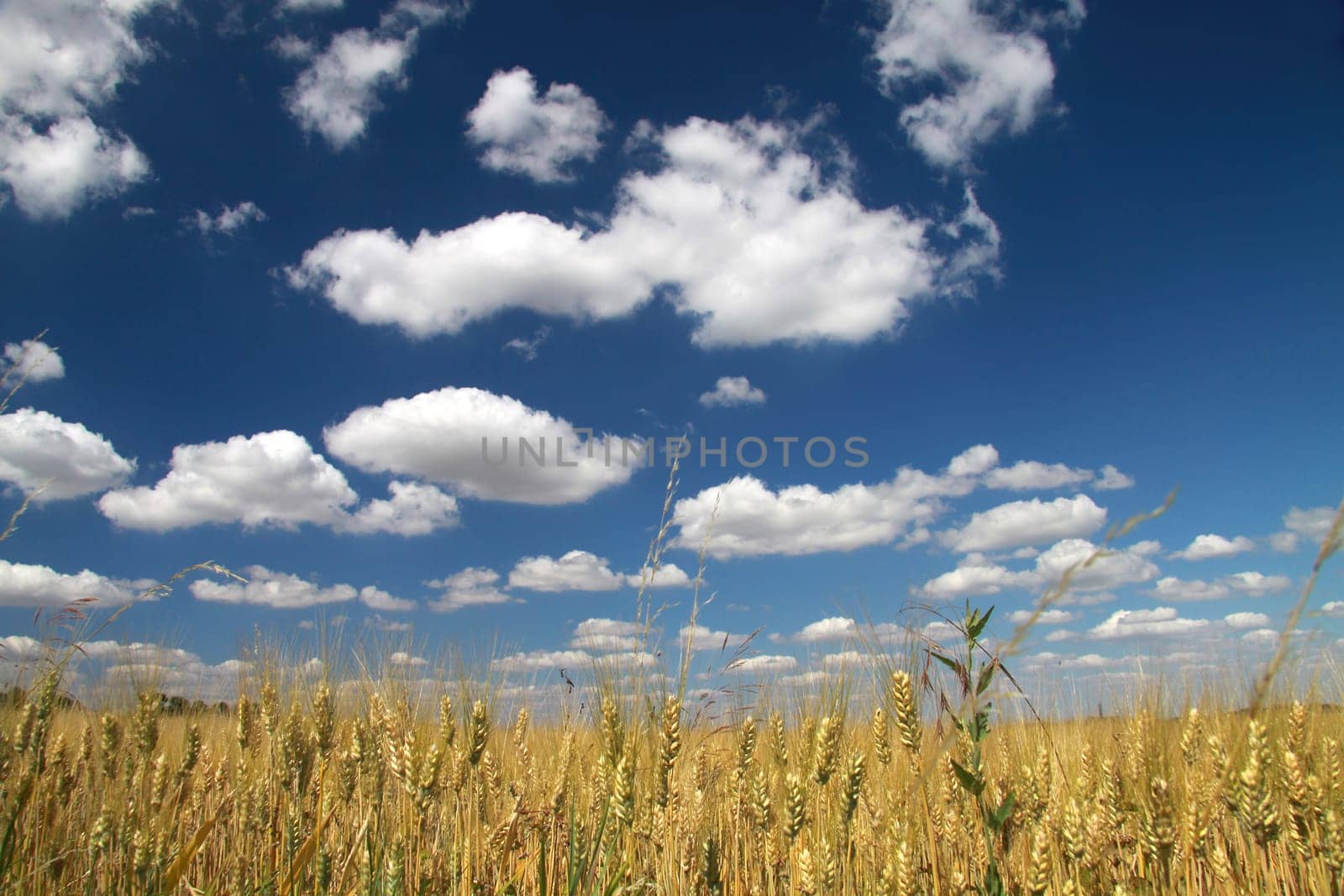 Grain field