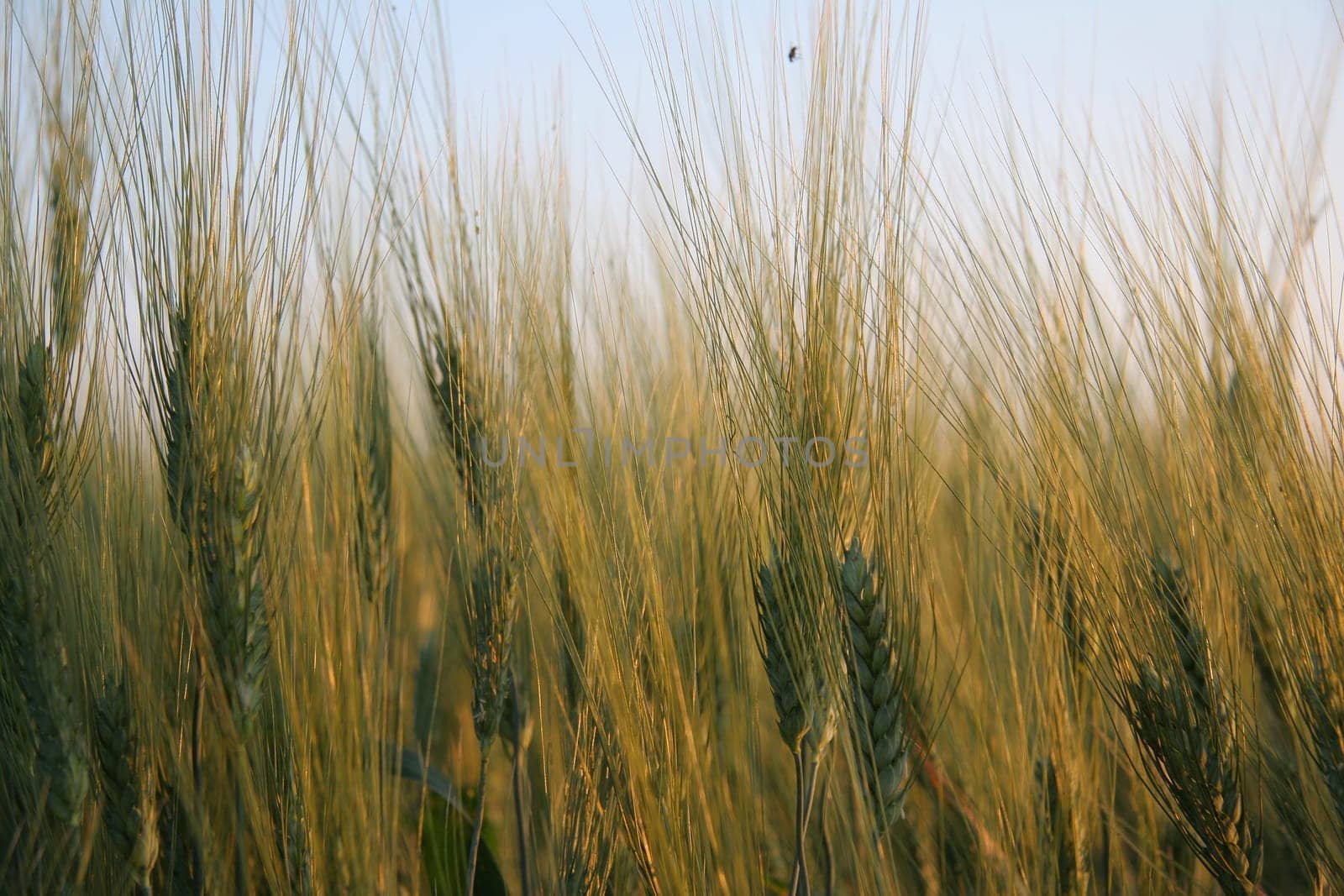 Grain field