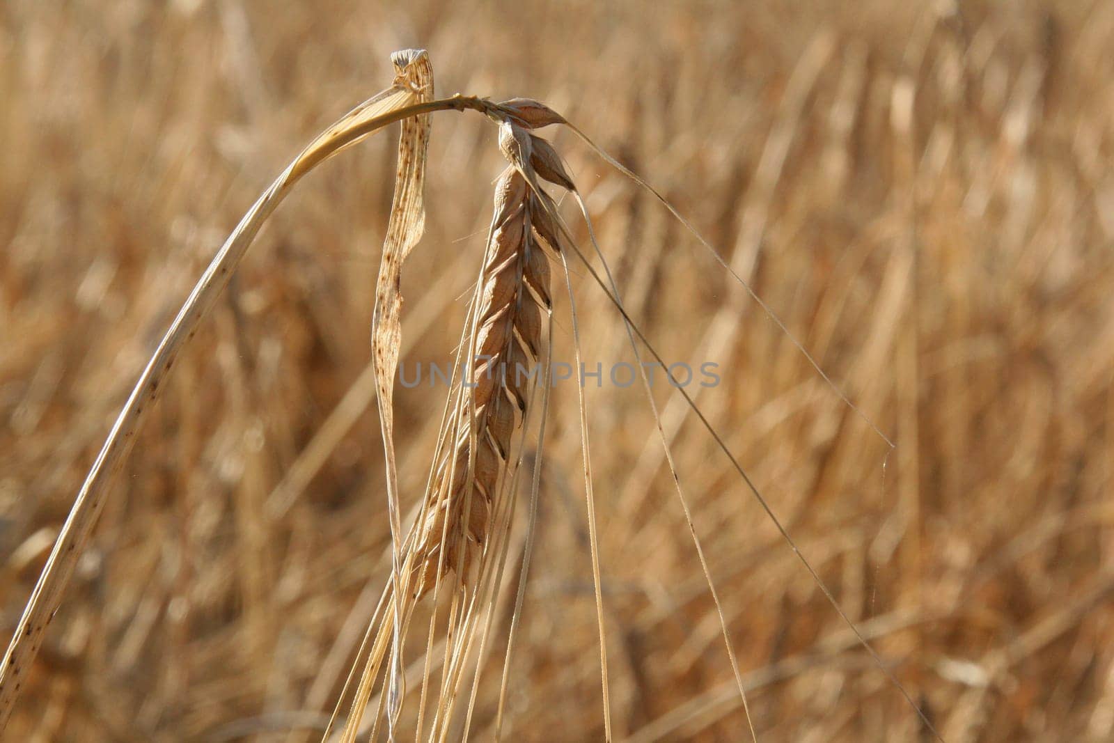 Grain field