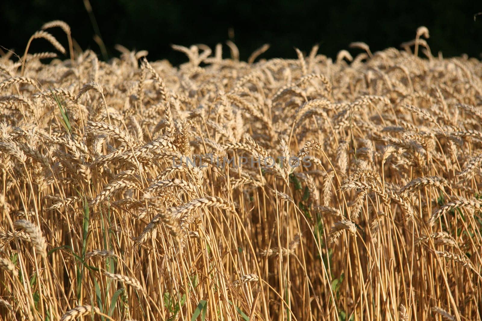 Grain field