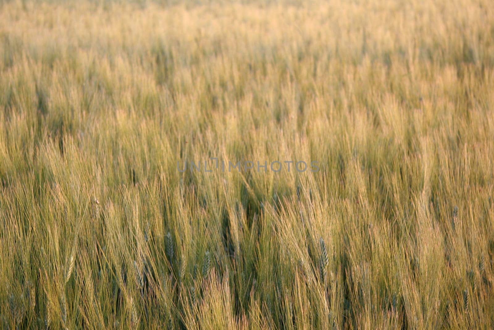 Grain field