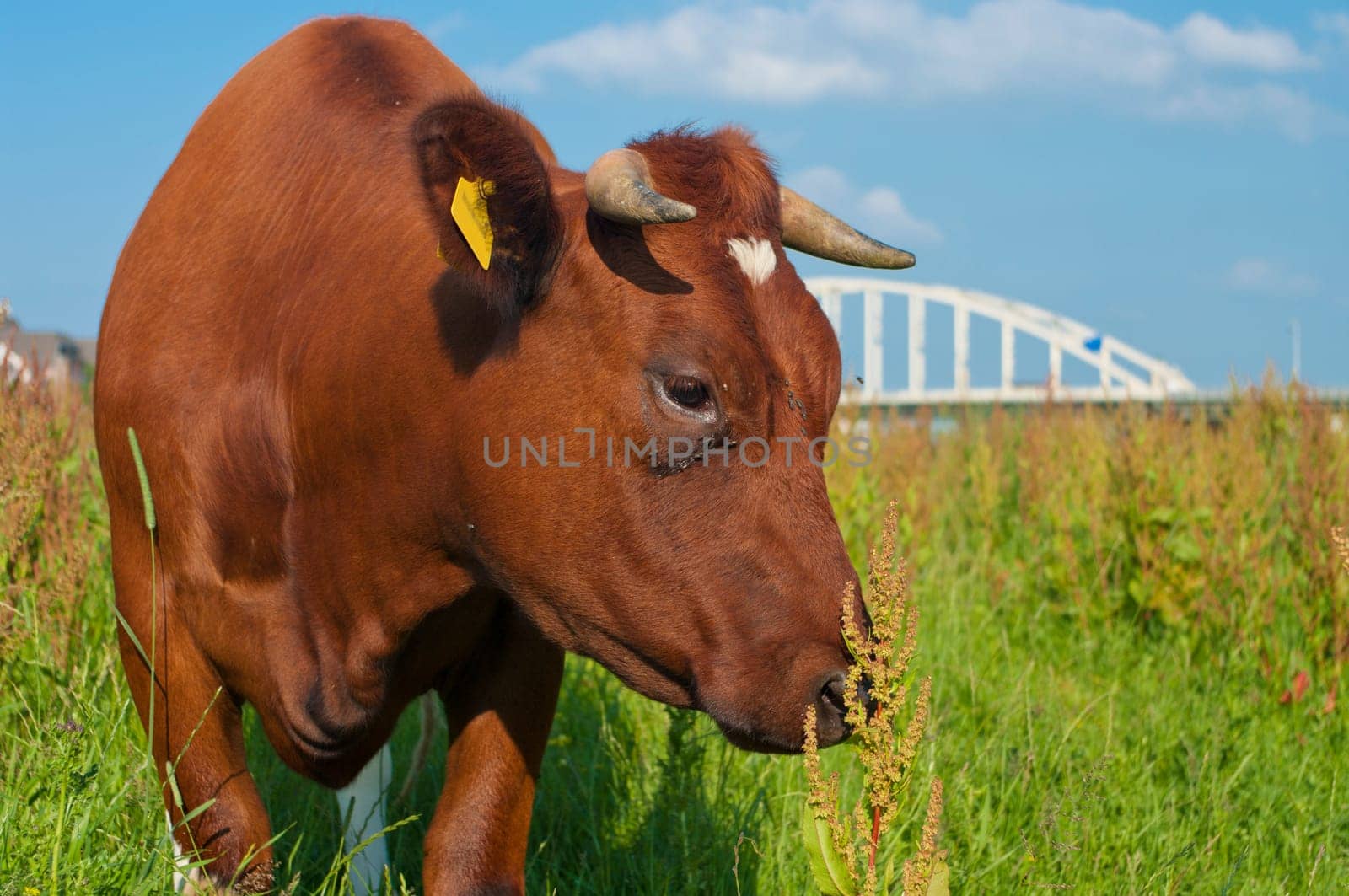 brown cow standing in a meadow with a bridge in the background
