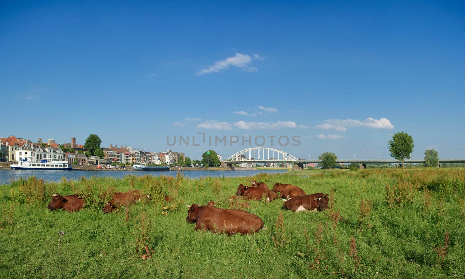cows in a typical dutch landscape in front of the Dutch city of Deventer