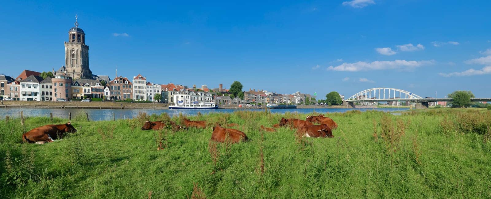 cows in a typical dutch landscape in front of the Dutch city of Deventer