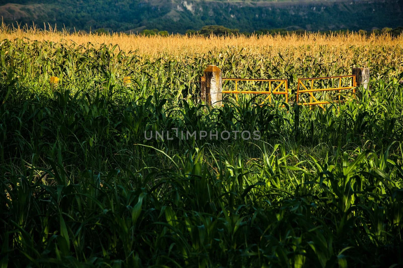 A field of corn being beautifully lit by the sun.