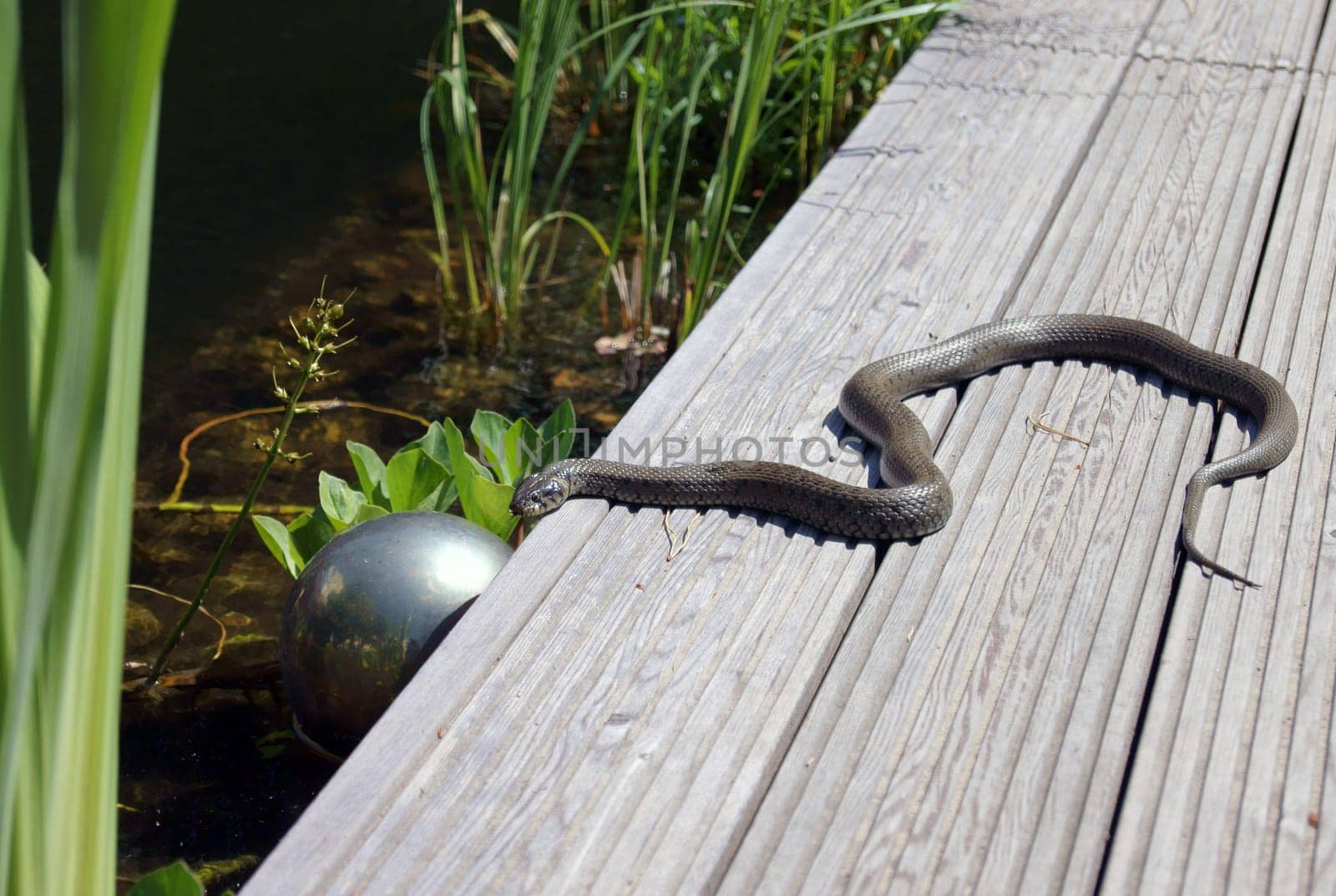 At a garden pond: a grass snake looks over the edge into the water.