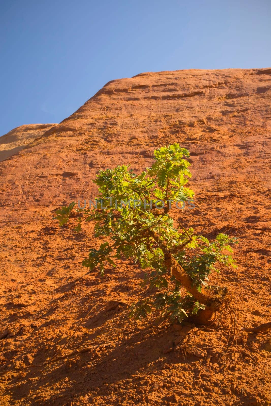 Tree growing on an orange ocher hills and blue sky in the background. Ocher rocks (French Colorado) near Rustrel (Provence, Southern France)