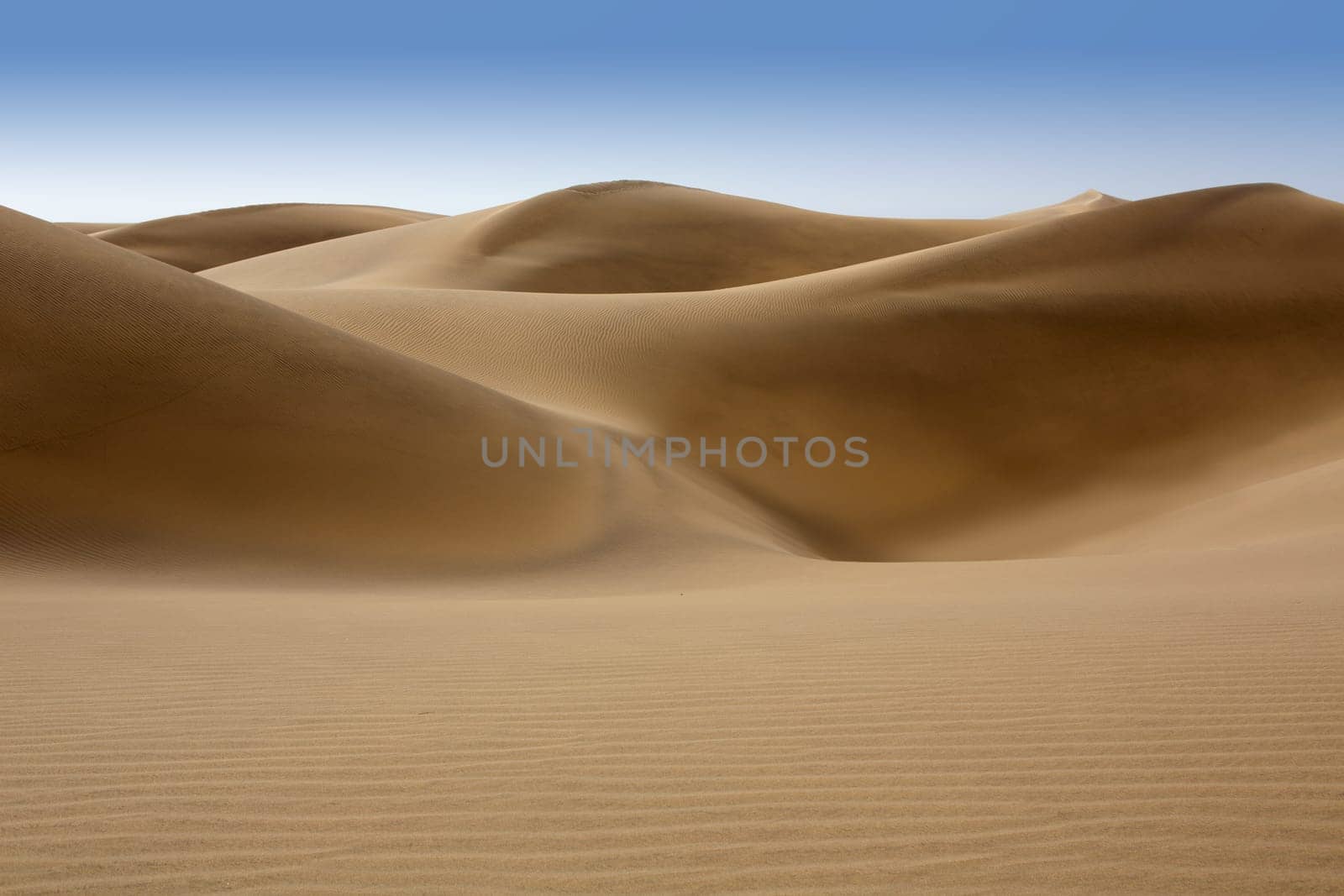 Desert dunes sand in Maspalomas Oasis Gran Canaria at Canary islands