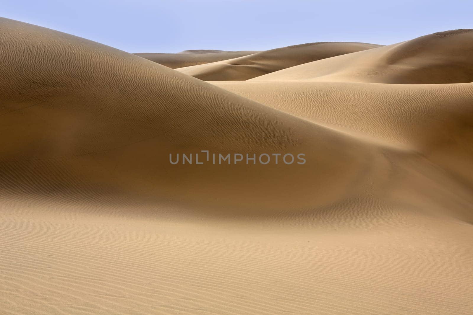Desert dunes sand in Maspalomas Oasis Gran Canaria at Canary islands