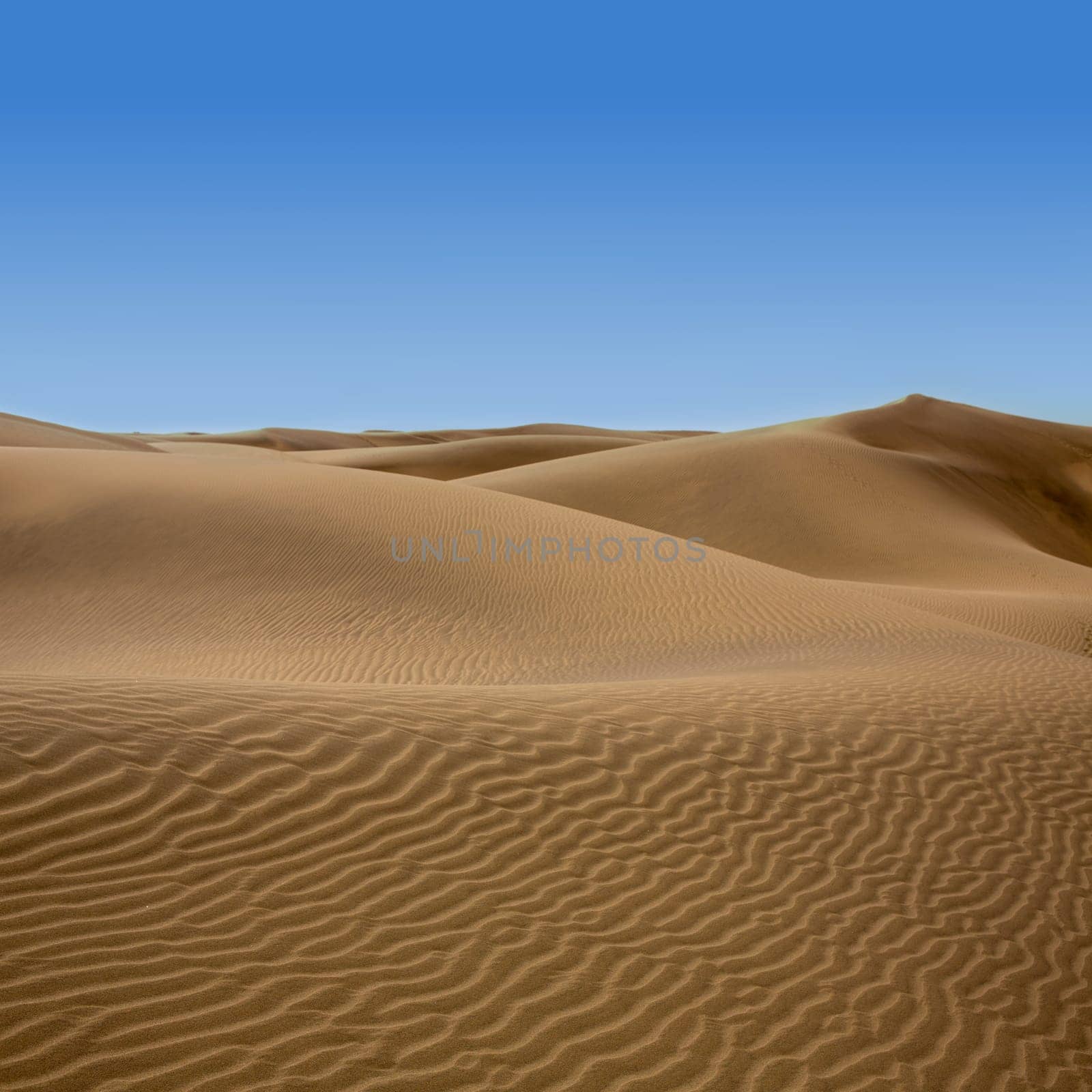 Desert dunes sand in Maspalomas Oasis Gran Canaria at Canary islands