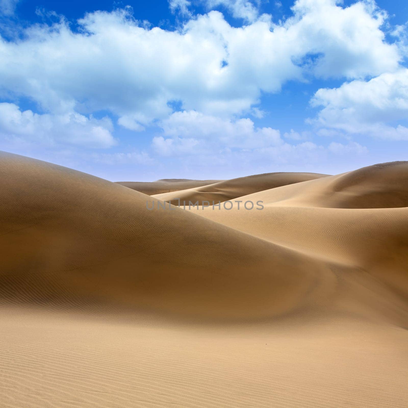 Desert dunes sand in Maspalomas Oasis Gran Canaria at Canary islands