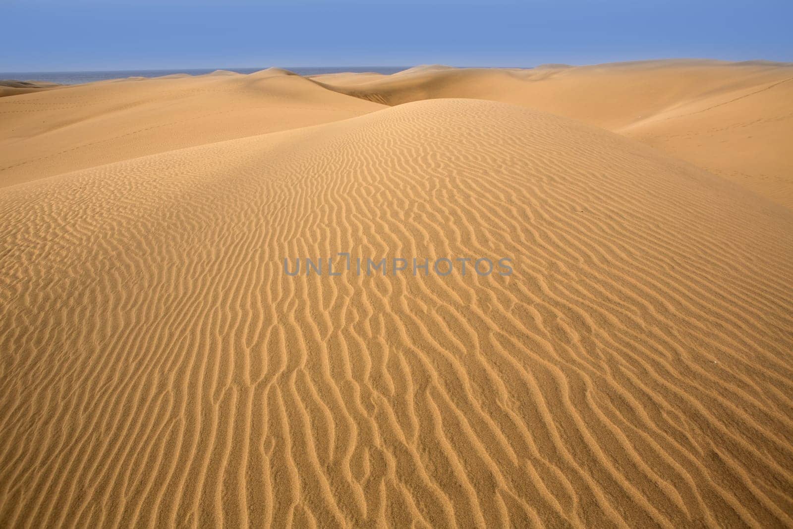 Desert dunes sand in Maspalomas Oasis Gran Canaria at Canary islands