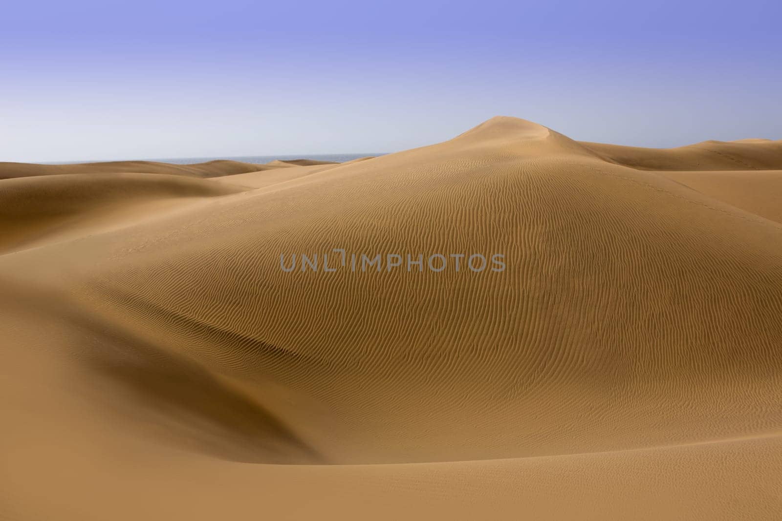 Desert dunes sand in Maspalomas Oasis Gran Canaria at Canary islands