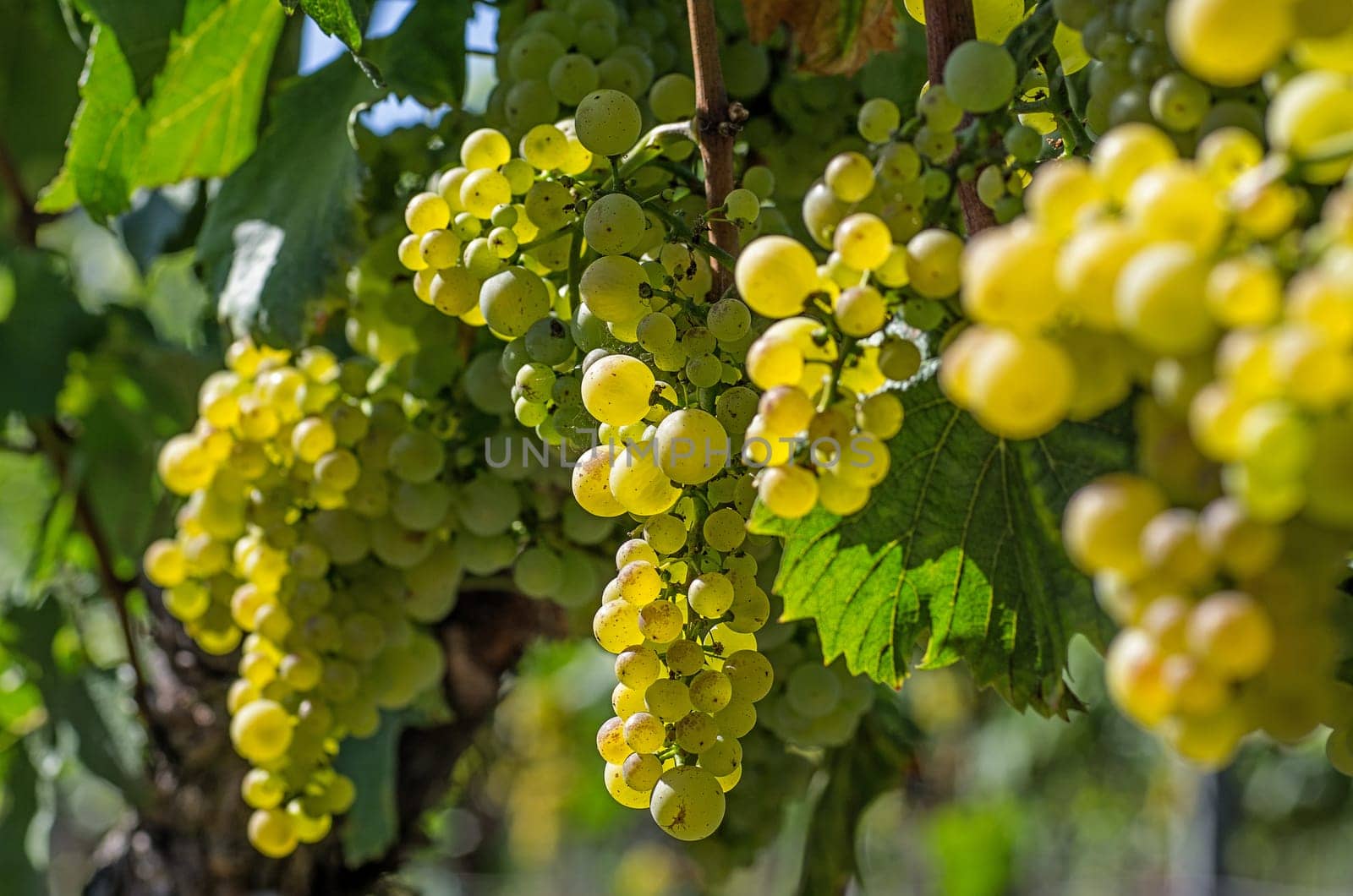 Grapes on the vine
