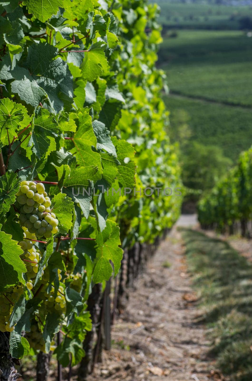 Vineyard in the Palatinate