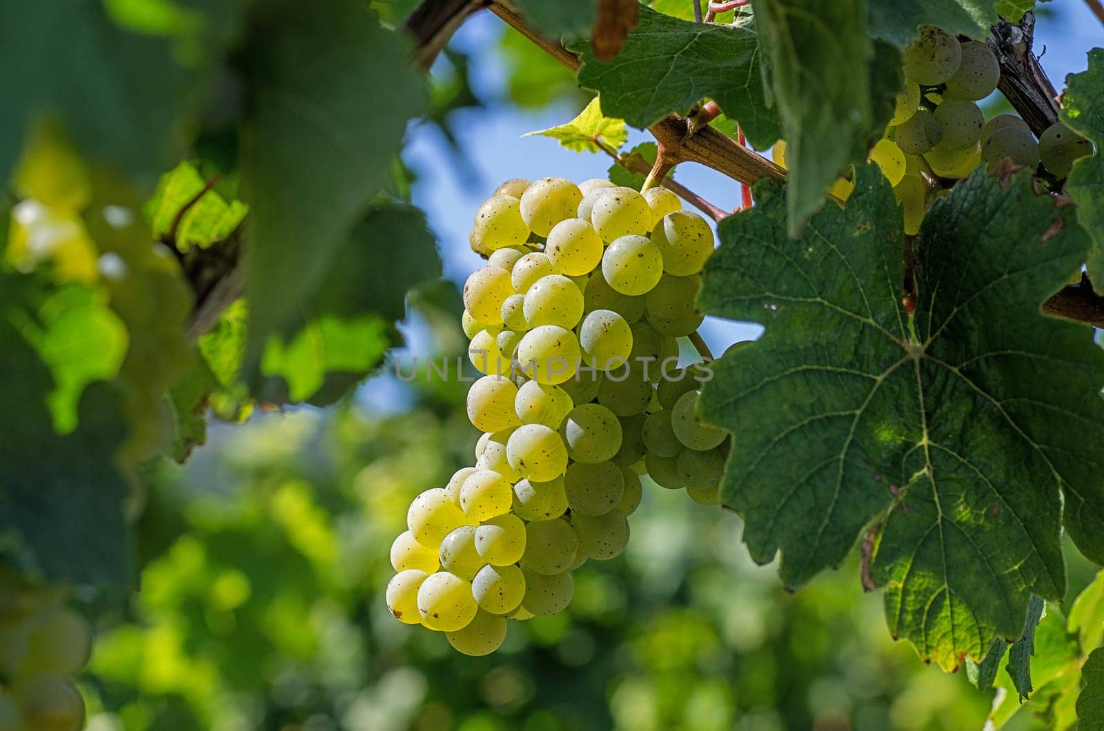 Grapes on the vine
