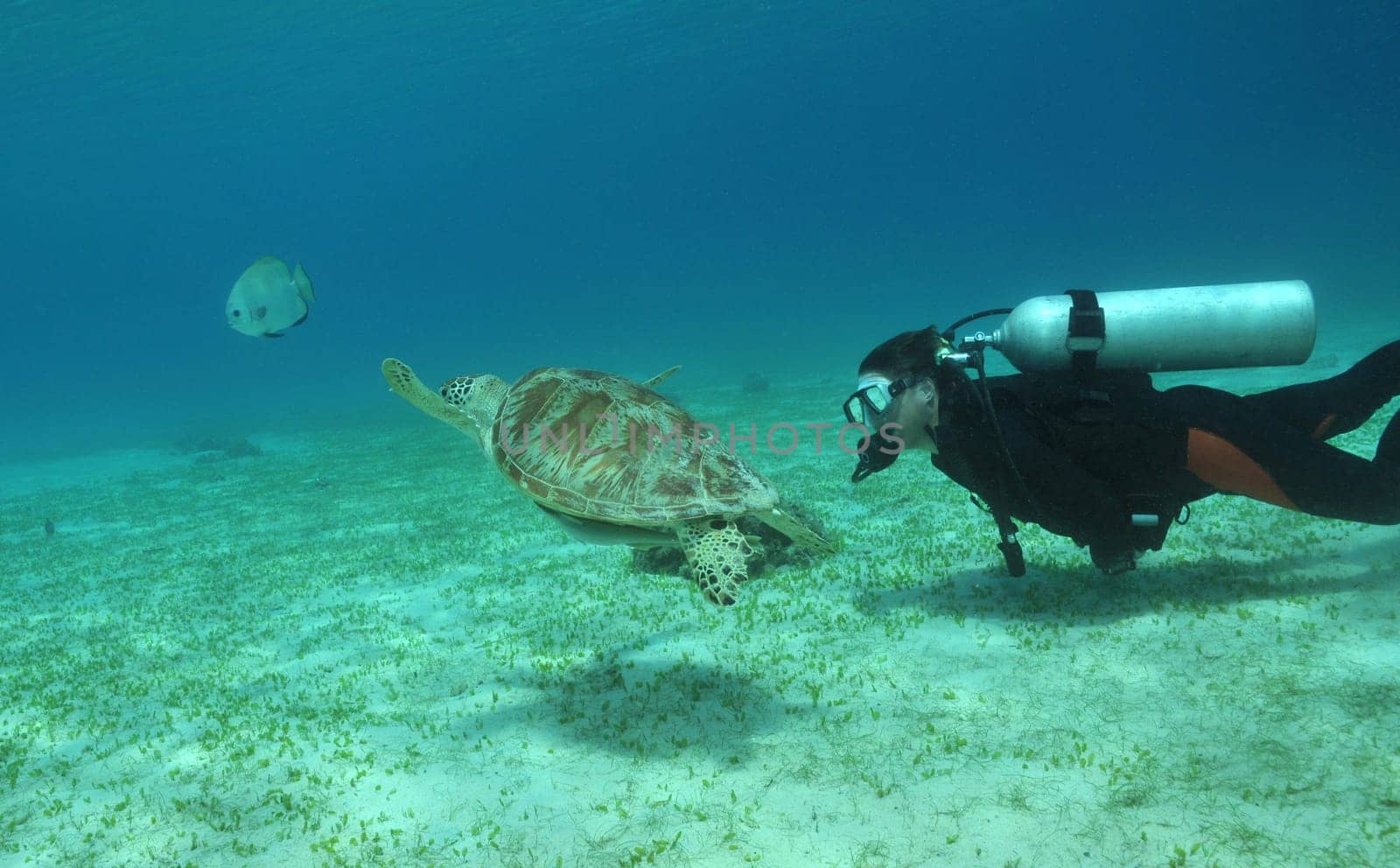 Diver and water turtle