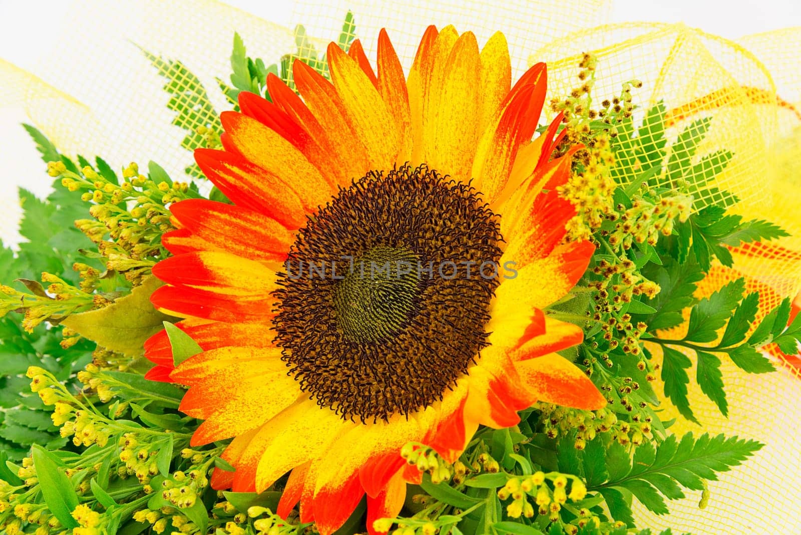 sunflower, flower