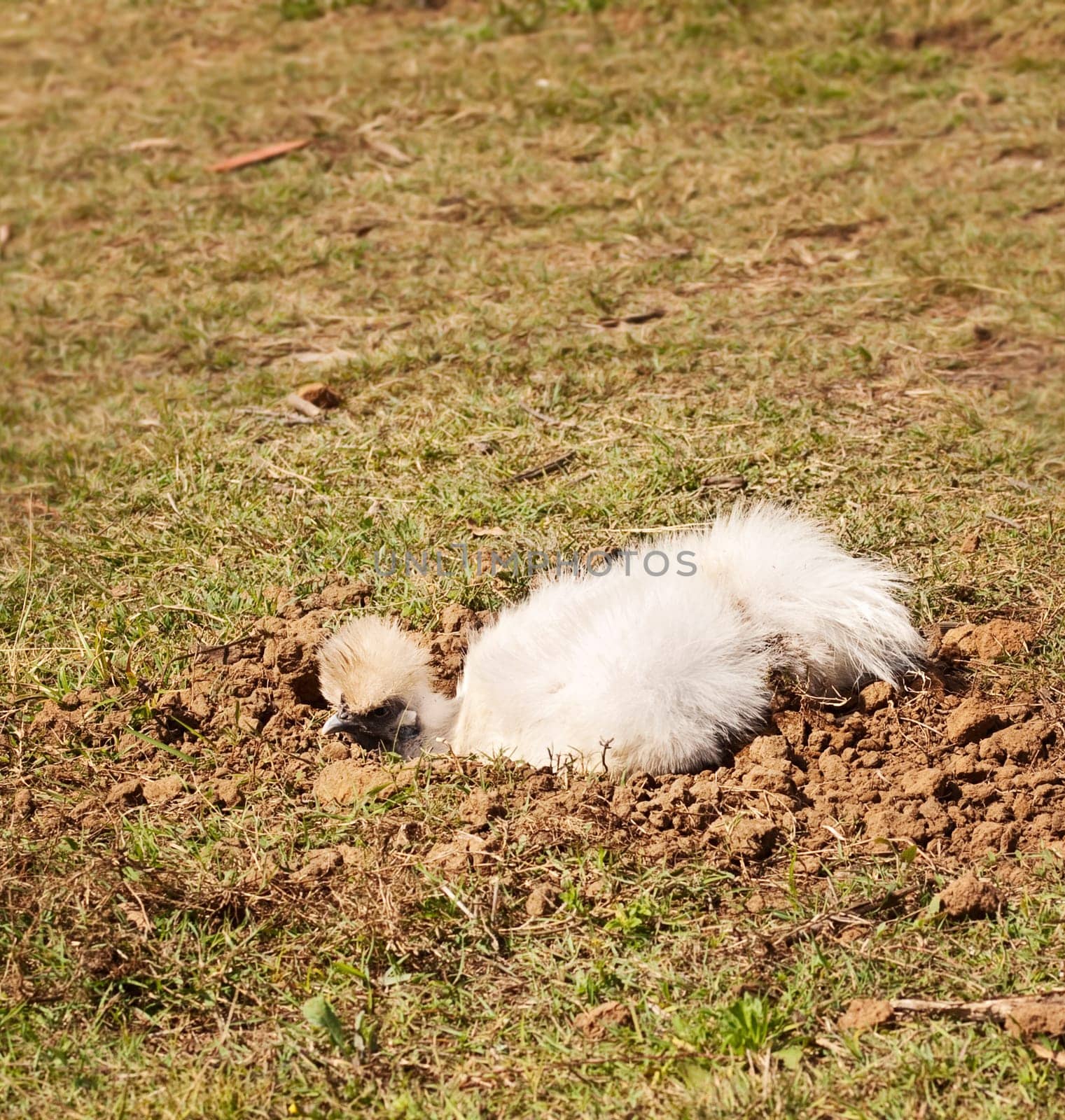 Silkie white small chook or chicken