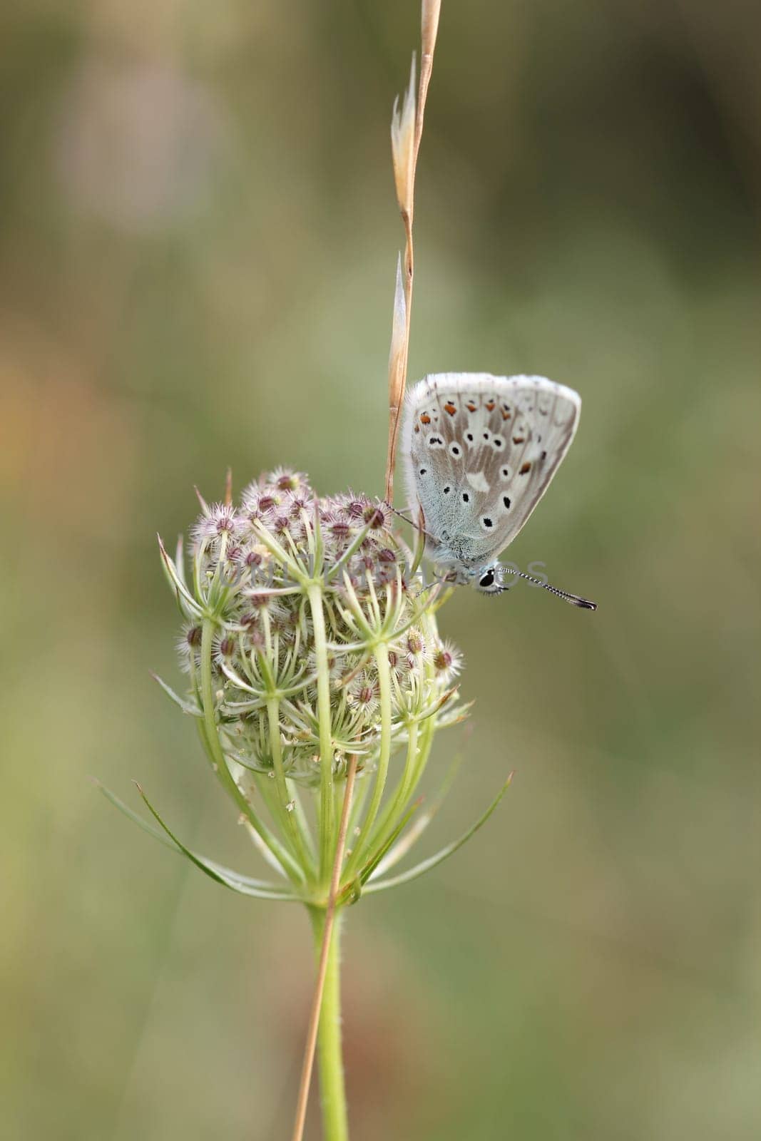 Silver-green blue (Polyommatus coridon) on wild carrot