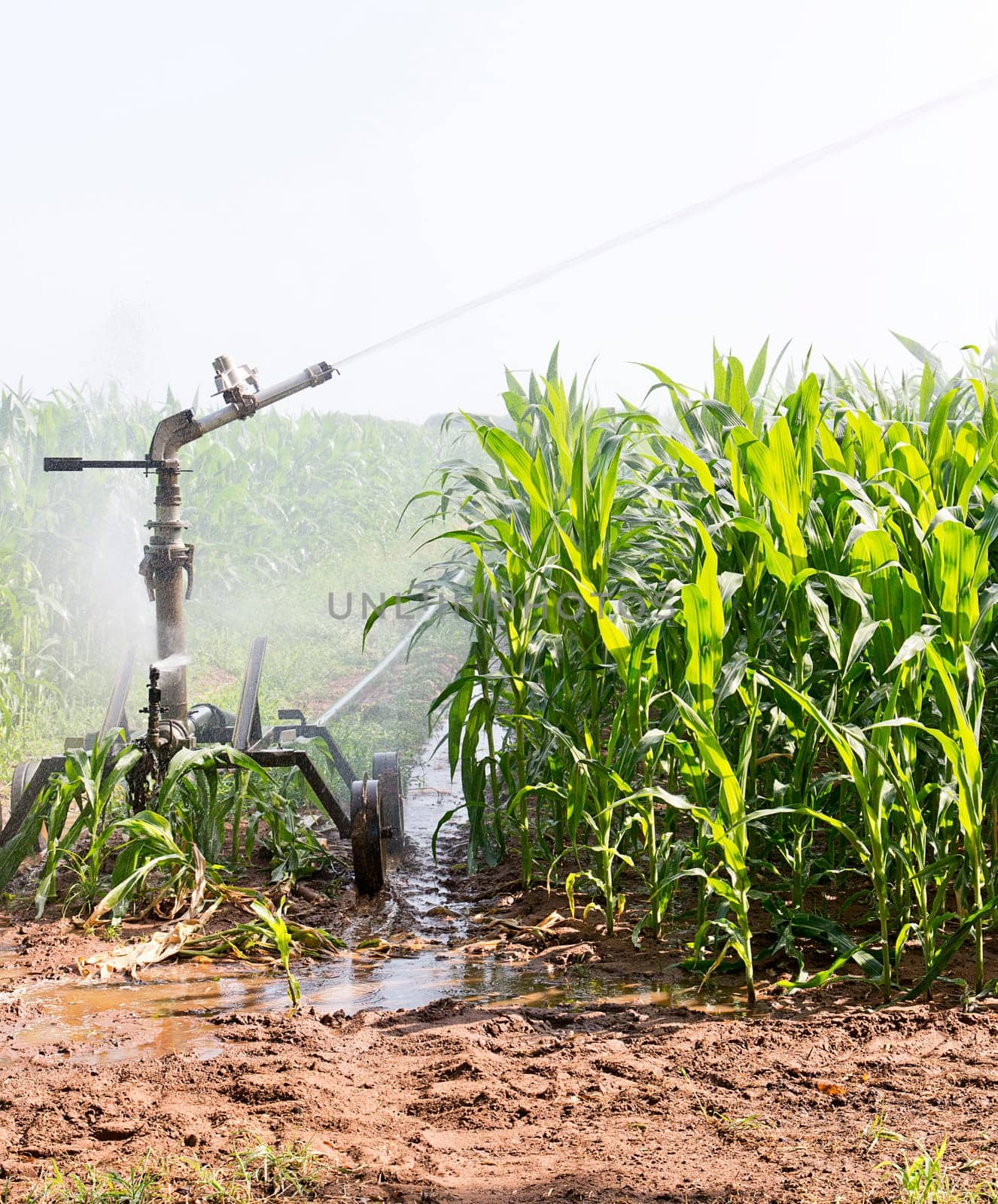 agriculture
