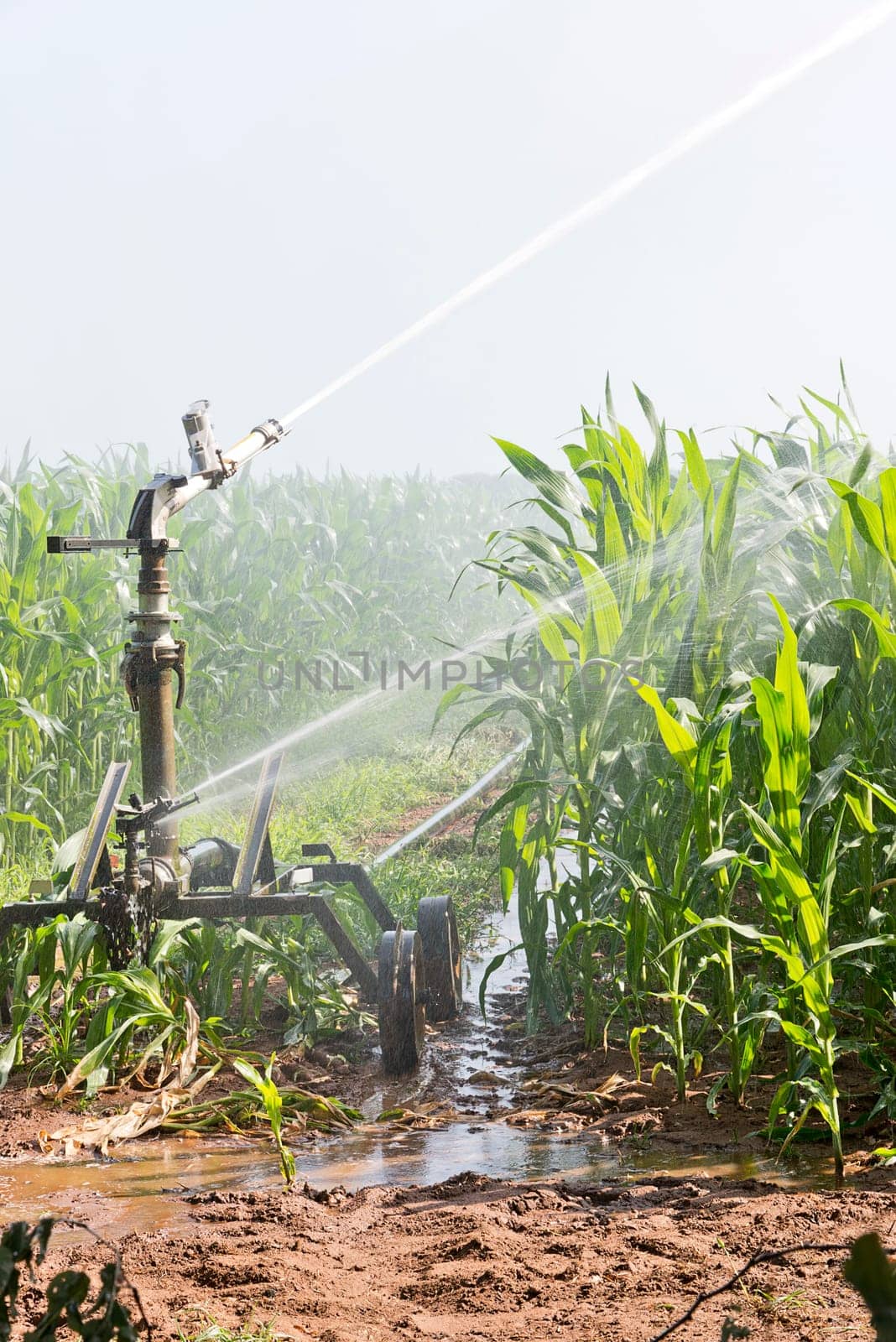 agriculture