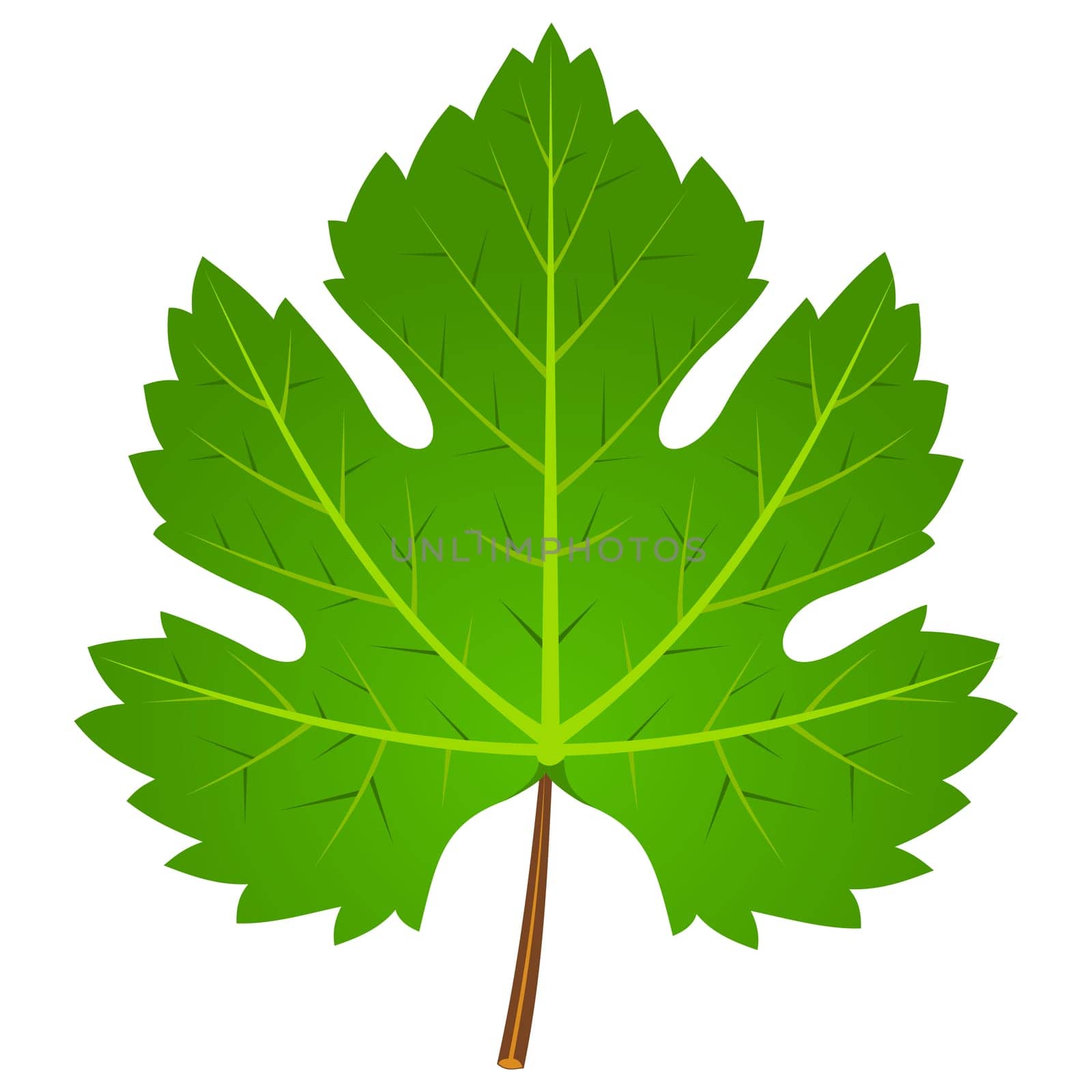 Illustration of wine leaf isolated on white background