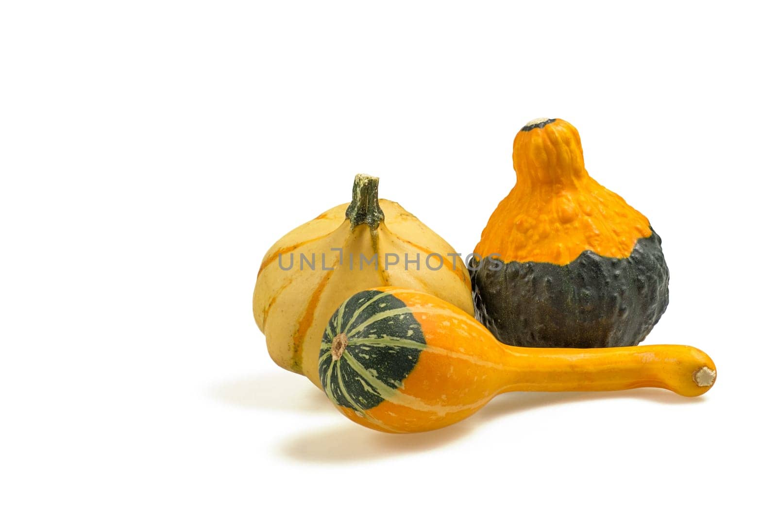 Composition of ornamental pumpkins