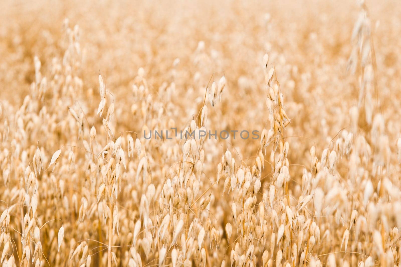 Ripening in a field of an oats, a close up