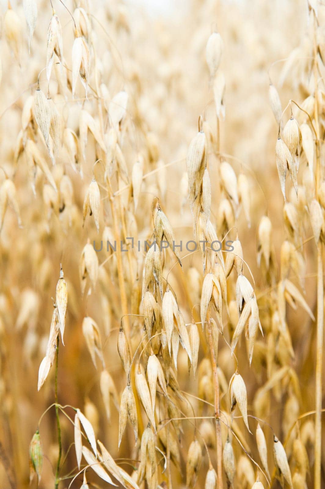 Ripening in a field of an oats, a close up