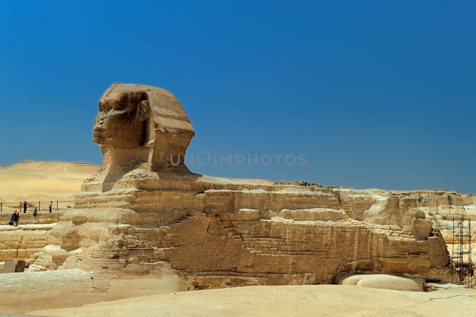 A row of camels transport tourists in front of all of the Giza Pyramids in Cairo, Egypt
