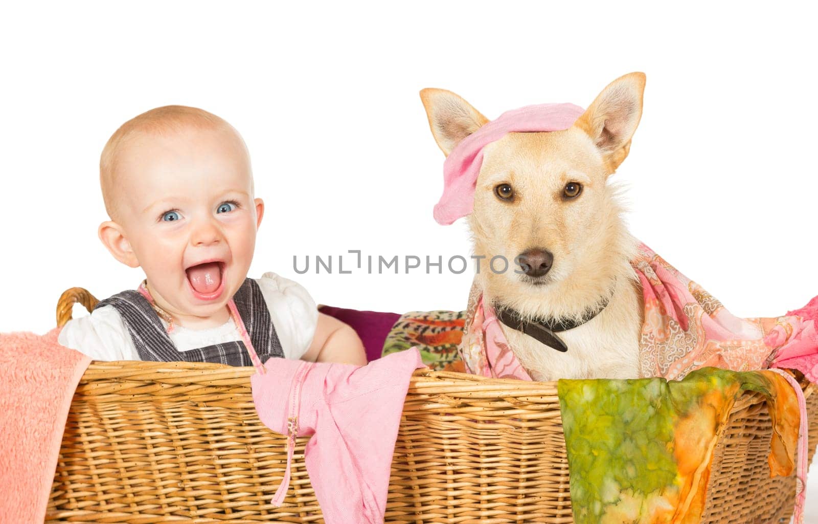 Mischievous happy young baby and dog with a guilty expression sitting in the laundry basket covered in washing